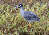 Yellow-crowned Night Heron