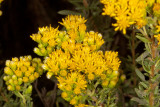 Coastal Goldenbush (Isocoma menziesii menziesii)