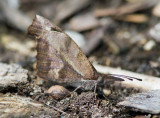 American Snout _MG_2766.jpg