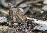 American Snout _MG_2767.jpg