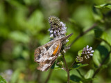 American Snout _MG_6772.jpg