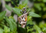 American Snout _MG_6803.jpg