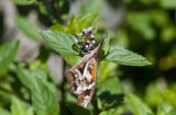American Snout _MG_6805.jpg