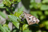 American Snout _MG_6812.jpg