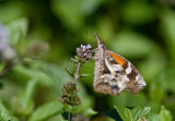 American Snout _MG_6838.jpg