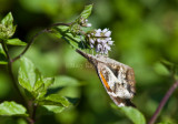 American Snout _MG_6845.jpg