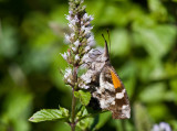 American Snout _MG_6888.jpg