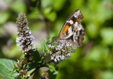 American Snout _MG_6897.jpg