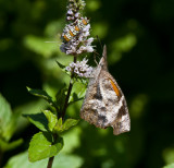 American Snout _MG_6921.jpg