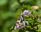 American Snout _MG_6934.jpg