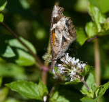 American Snout _MG_6945.jpg