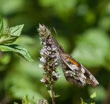 American Snout _MG_6962.jpg