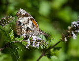 American Snout _MG_7111.jpg