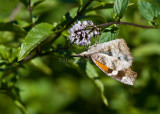 American Snout _MG_7221.jpg