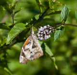 American Snout _MG_7226.jpg