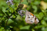 American Snout _MG_7246.jpg