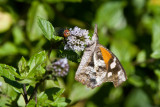 American Snout _MG_7254.jpg
