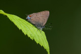 Banded Hairstreak _I9I3432.jpg
