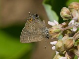 Banded Hairstreak _11R3540.jpg