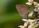 Banded Hairstreak _11R3561.jpg