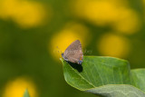Banded Hairstreak _11R3687.jpg