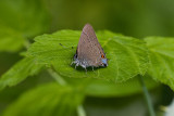 Banded Hairstreak _I9I3369.jpg