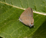 Banded Hairstreak _I9I4135.jpg