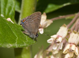 Banded Hairstreak _I9I4138.jpg