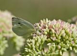 Cabbage White female _MG_1282.jpg