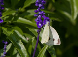Cabbage White female _MG_3538.jpg