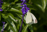 Cabbage White female _MG_3540.jpg