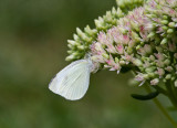 Cabbage White female _MG_9545.jpg