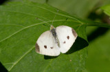 Cabbage White female _MG_9546.jpg