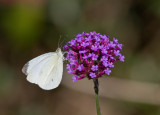 Cabbage White male _MG_0059.jpg