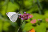 Cabbage White male_MG_7043.jpg