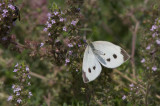 Cabbage White _MG_3816.jpg