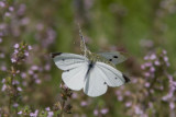 Cabbage White courtship _MG_3821.jpg