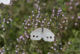 Cabbage White _MG_3837.jpg