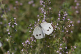 Cabbage White _MG_3839.jpg