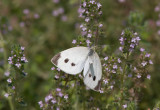 Cabbage White courtship _MG_3841.jpg