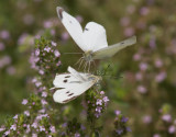 Cabbage White courtship _MG_3852.jpg