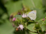 Cabbage White _MG_8383.jpg