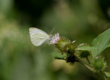 Cabbage White _MG_8385.jpg