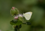 Cabbage White _MG_8390.jpg