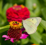 Clouded Sulphur female _MG_1250.jpg