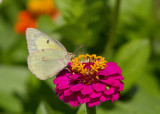 Clouded Sulphur female _MG_1254.jpg