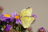 Clouded Sulphur females _H9G1729.jpg