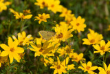 Clouded Sulphur _11R1689.jpg