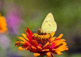 Clouded Sulphur _MG_0008.jpg