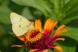 Clouded Sulphur _MG_1118.jpg